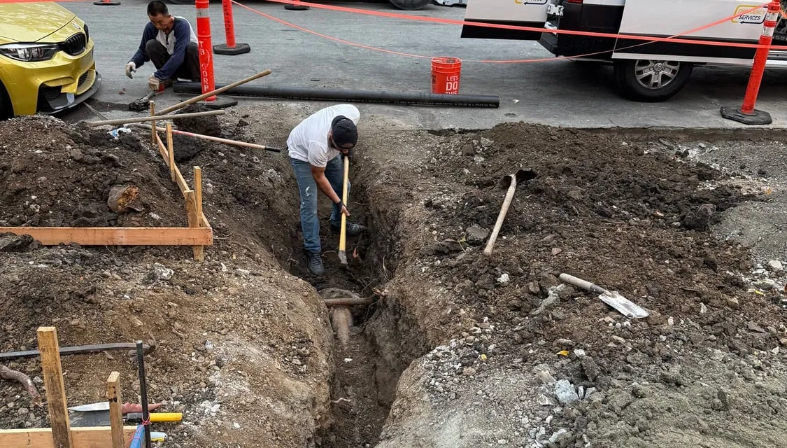 Sewer Line Problems in Redwood City? Tree Roots Could Be the Cause